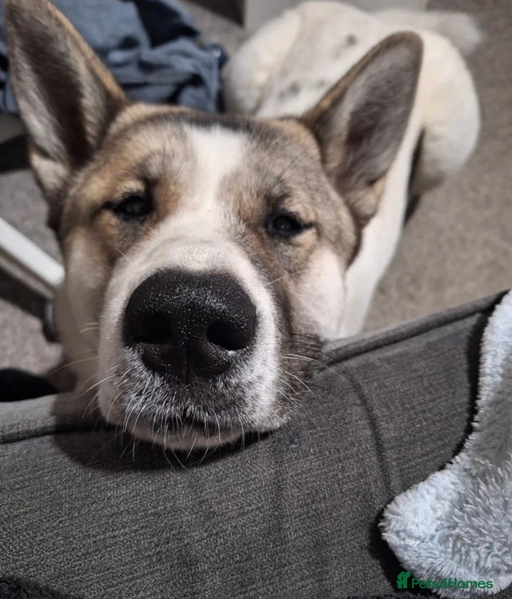 Akita dogs Akita  - Advert 1