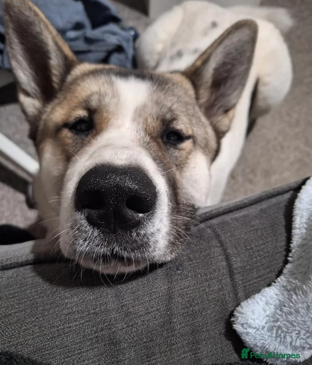 Akita dogs for sale: Akita  - Advert 1