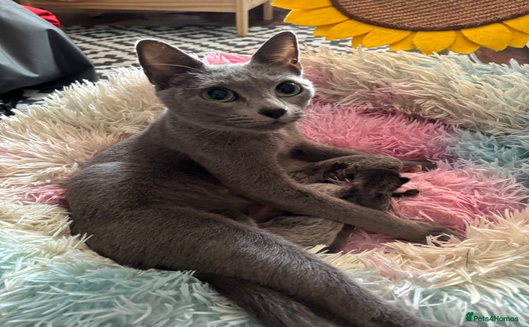Russian Blue cats - Advert 1