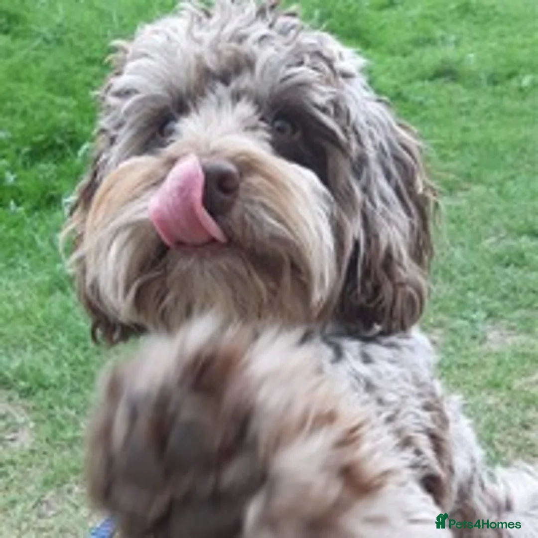 Cockapoo dogs for stud: f1 Merle cockapoo for stud in Nottingham - Advert 4