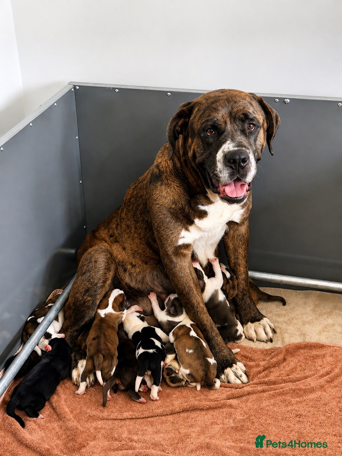 Mixed Breed dogs 🐾 Beautiful Cane Corso × St Bernard Puppies 🐾 - Advert 1