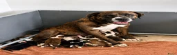 Mixed Breed dogs for sale: 🐾 Beautiful Cane Corso × St Bernard Puppies 🐾 - Advert 1
