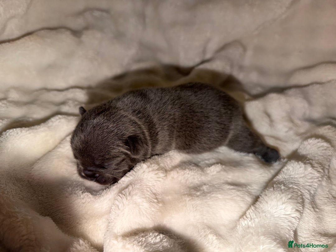 French Bulldog dogs for sale: French bulldog puppies  - Advert 5