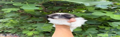 Shih Tzu 3