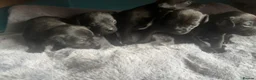 Patterdale Terrier dogs for sale: Patterdale terrier puppies  - Advert 3