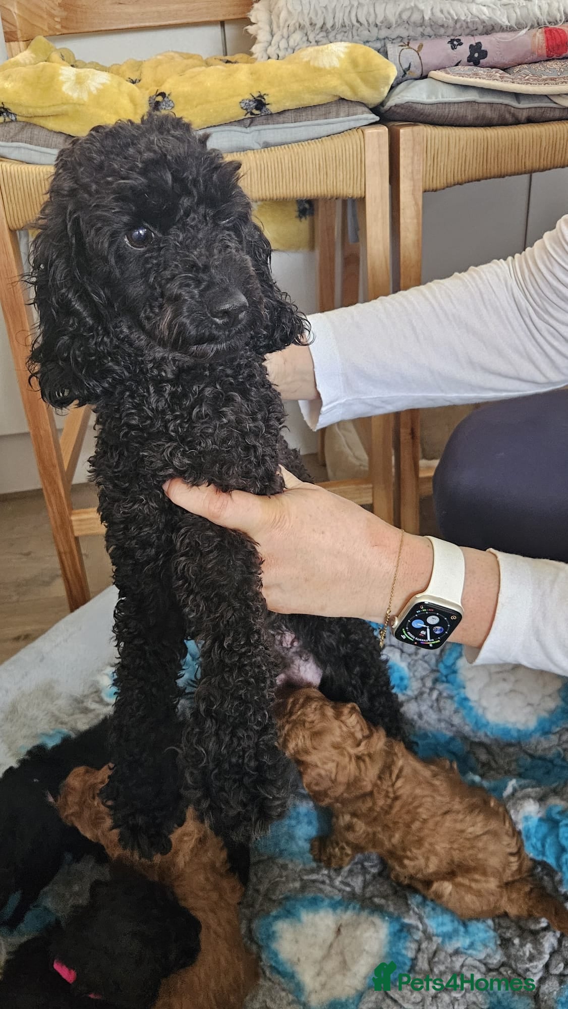 Toy Poodle dogs Beautiful black toy poodle - Advert 12
