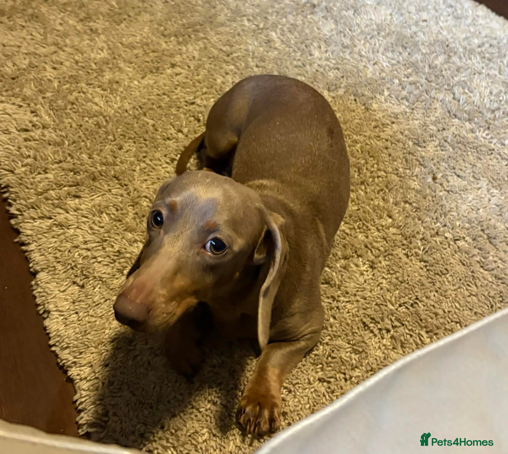 Miniature Dachshund dogs Stunning Isabella miniature daschund girl - Advert 17