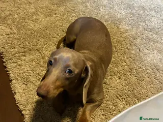 Miniature Dachshund dogs Stunning Isabella miniature daschund girl - Advert 17