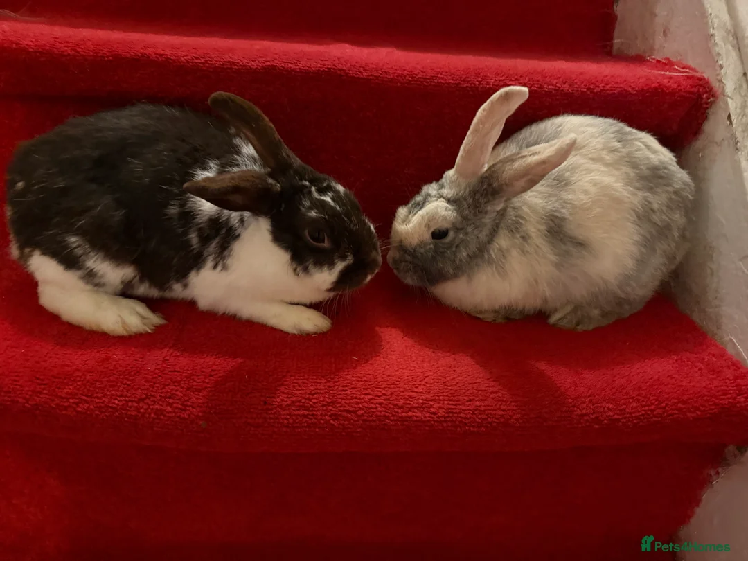 Mixed Breed rabbits for sale: Rabbit  - Advert 8