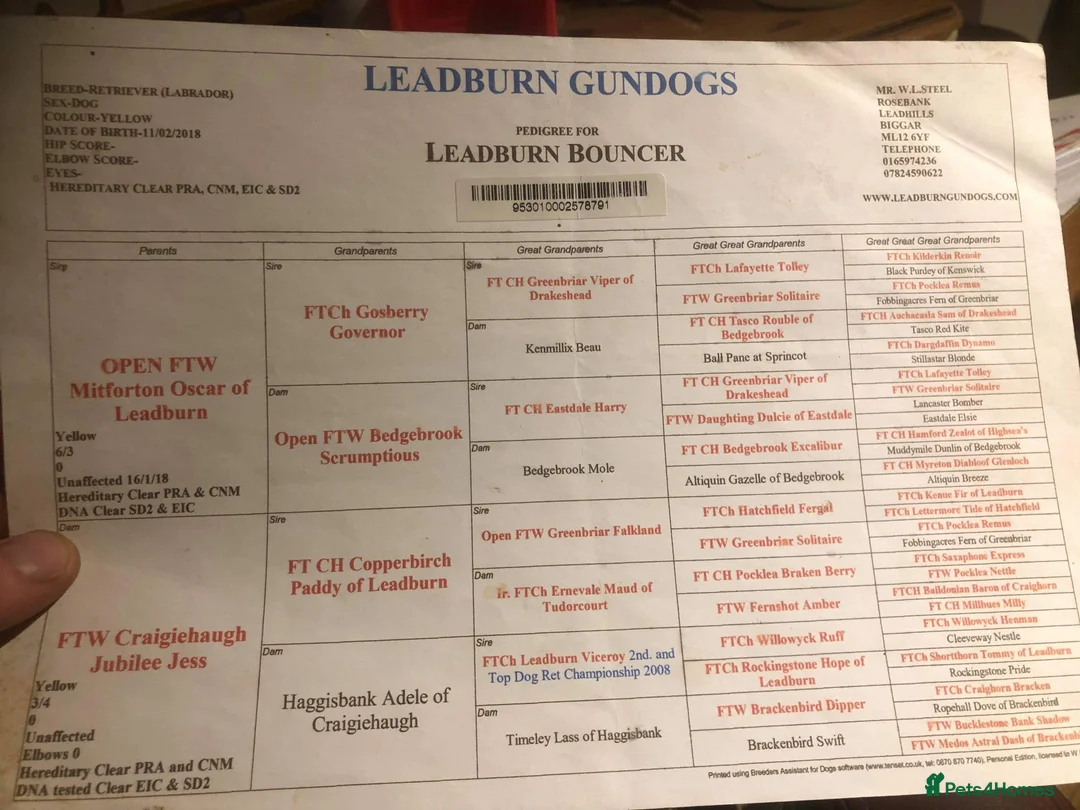 Labrador Retriever dogs for stud: Extensively Health Tested KC Working Lab Stud in York - Advert 6