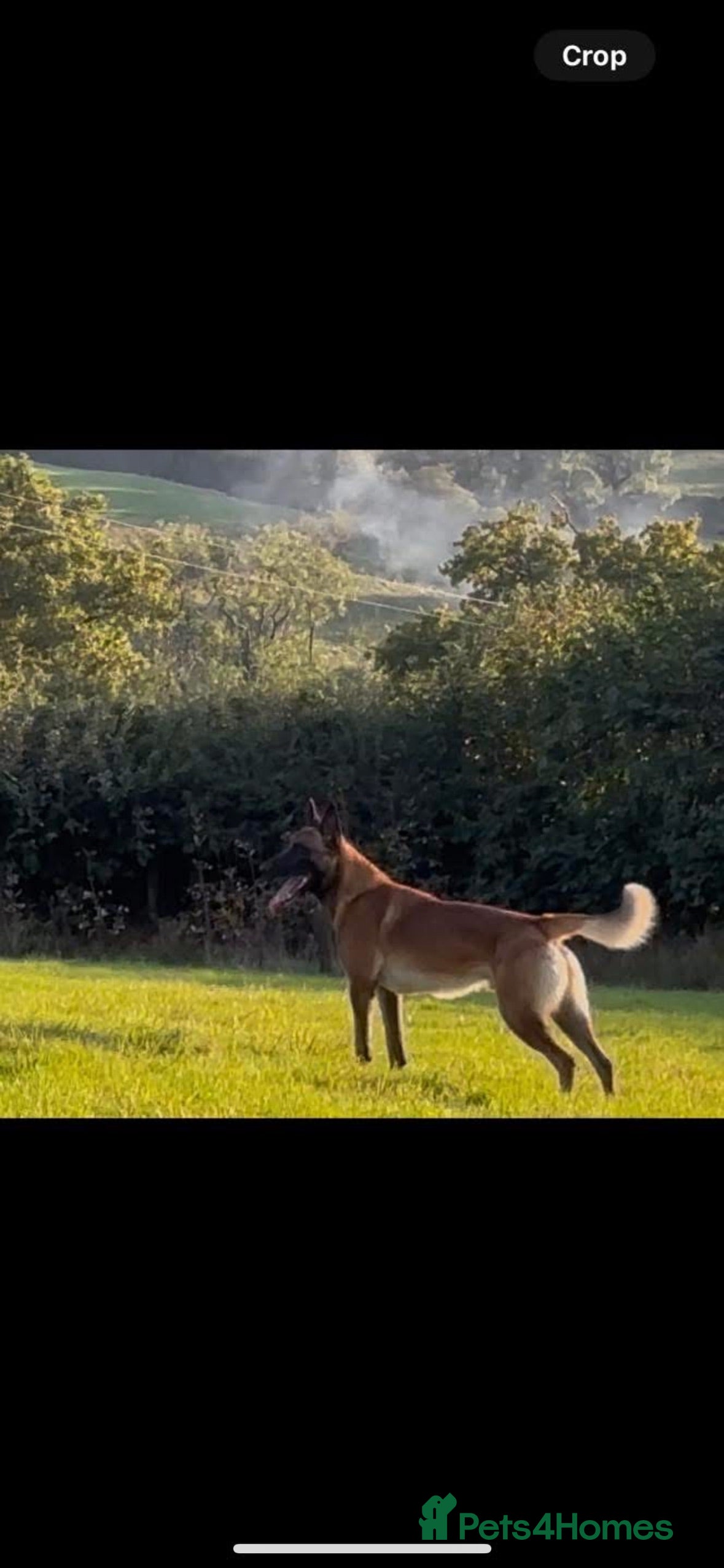 Valleywell lionheart
