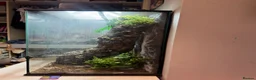 Gecko reptiles for sale: Crested Gecko with huge enclosure £120 in Wickford - Advert 3