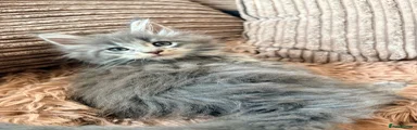 Maine Coon 4