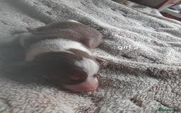 Border Collie dogs for sale: Border collie x Australian kelpie pups - Image 9