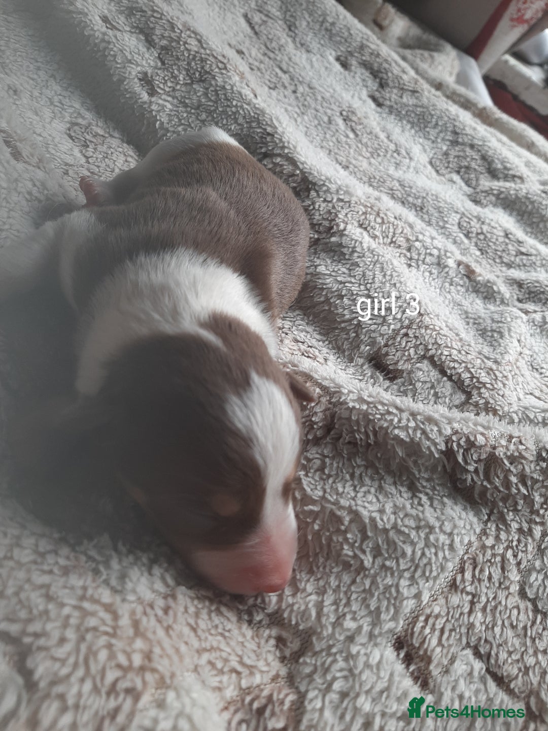 Border Collie dogs for sale: Border collie x Australian kelpie pups - Image 9