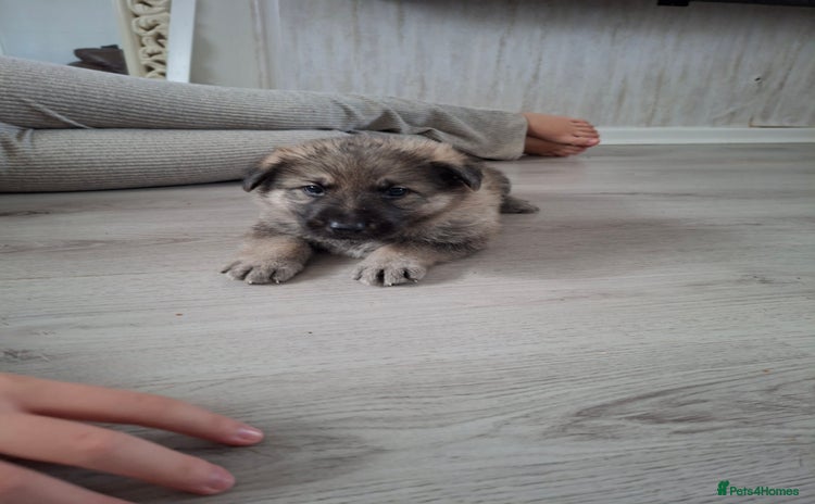 German Shepherd dogs - Advert 13