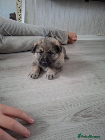 German Shepherd dogs - Advert 13