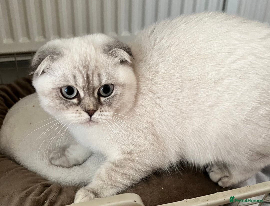 British Shorthair cats for sale: British Shorthair & Scottish Fold - Image 12