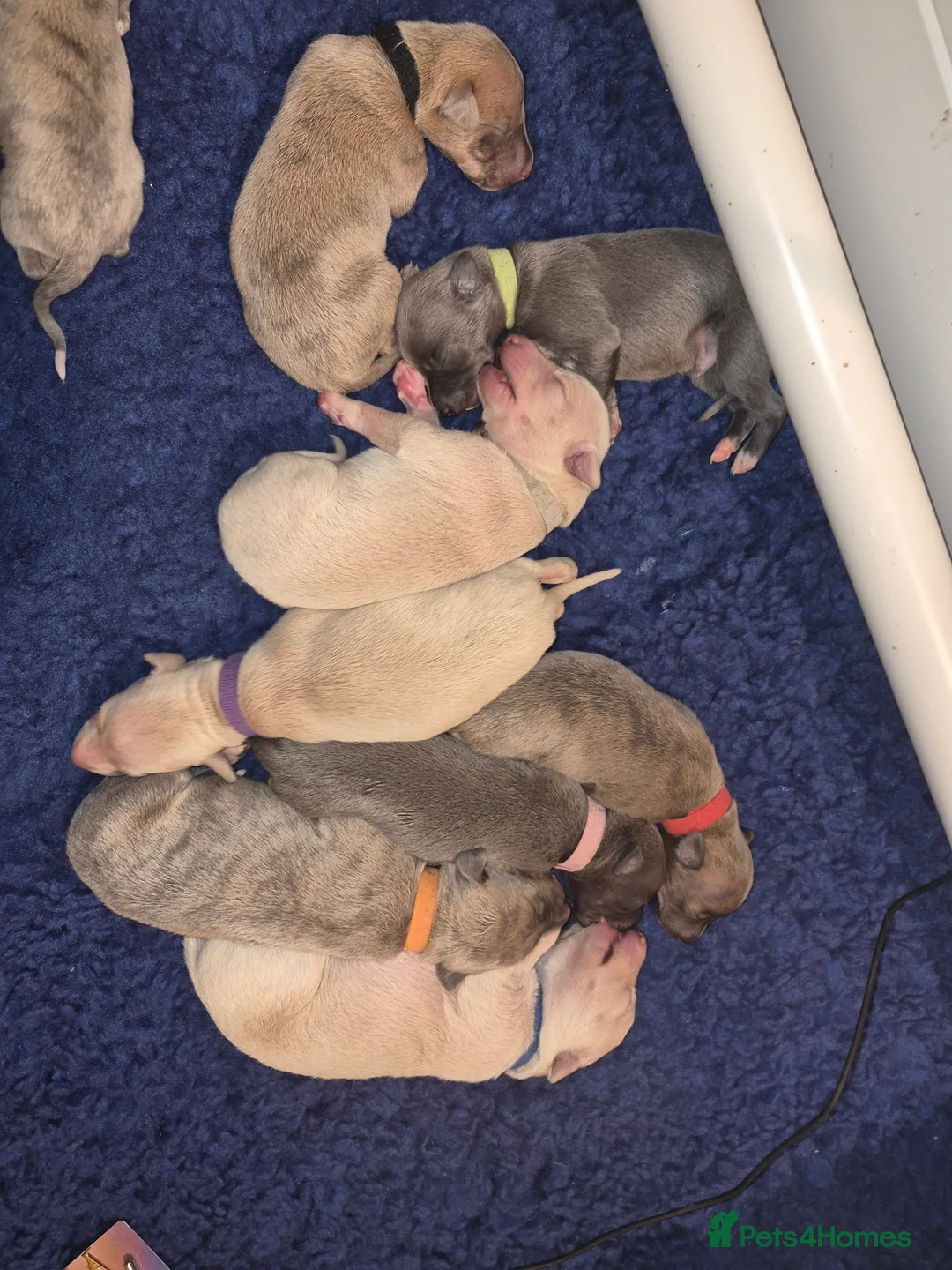 Whippet dogs for sale: KC Whippet Puppies - Champion Lines - Advert 16
