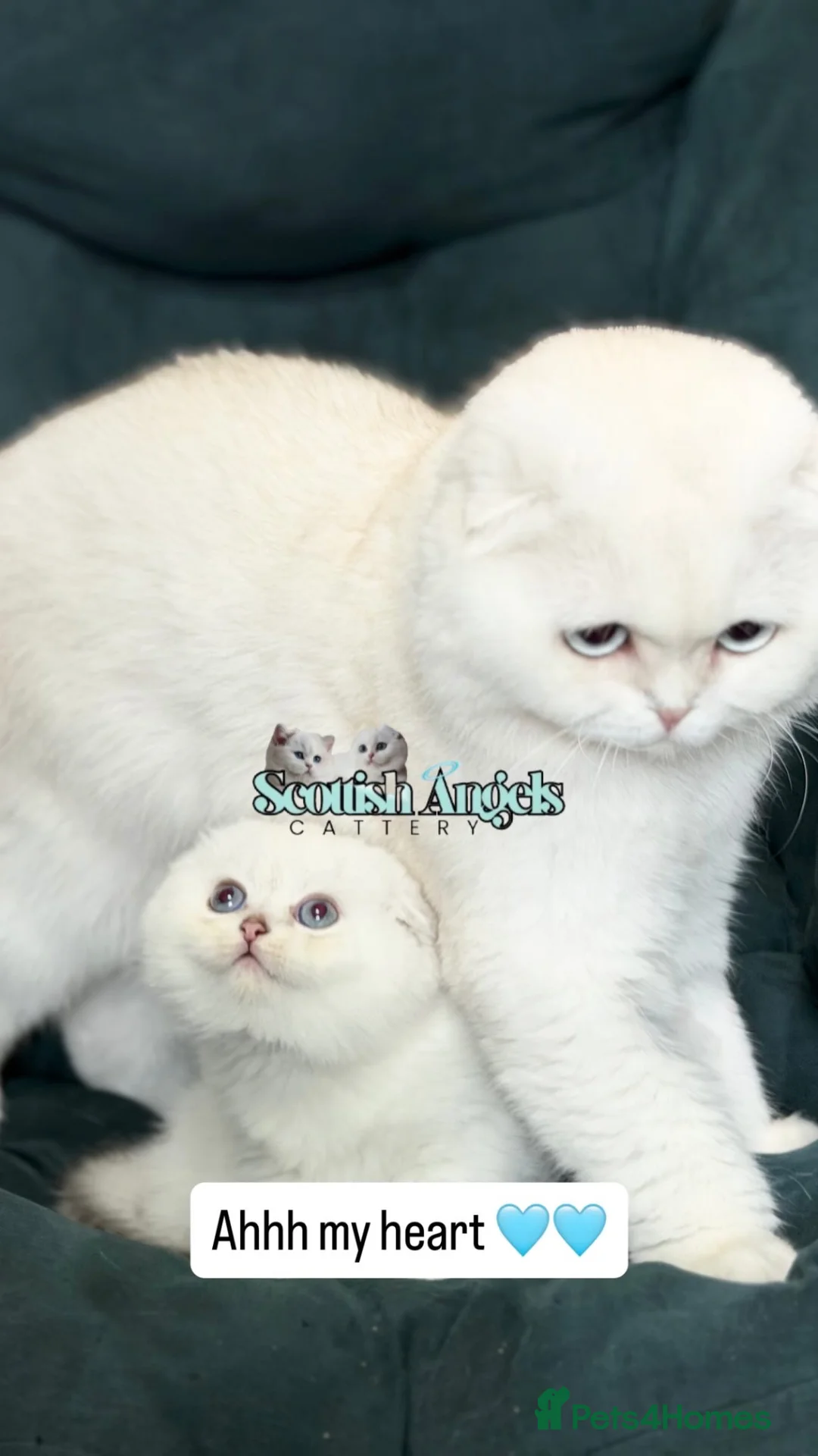 Scottish Fold cats for sale: Rare Scottish Fold & Straight Kittens,  | TICA  🤍 in Bradford - Advert 1