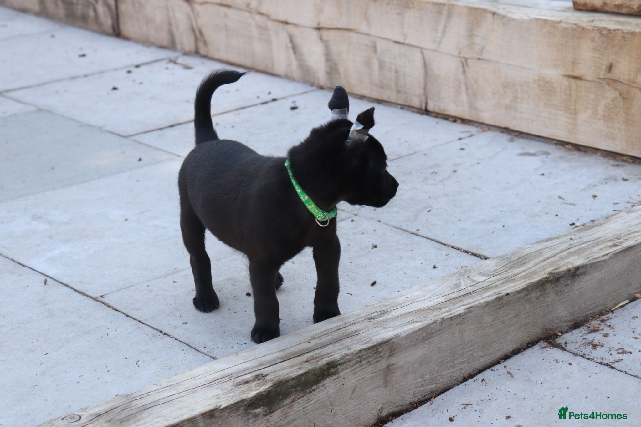 Mexican Hairless dogs 1 Stunning coated boy. - Advert 7