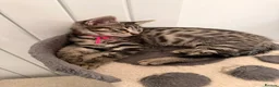 Mixed Breed cats for sale: British Mix Kittens 2 Boys 4 Girls - Advert 26