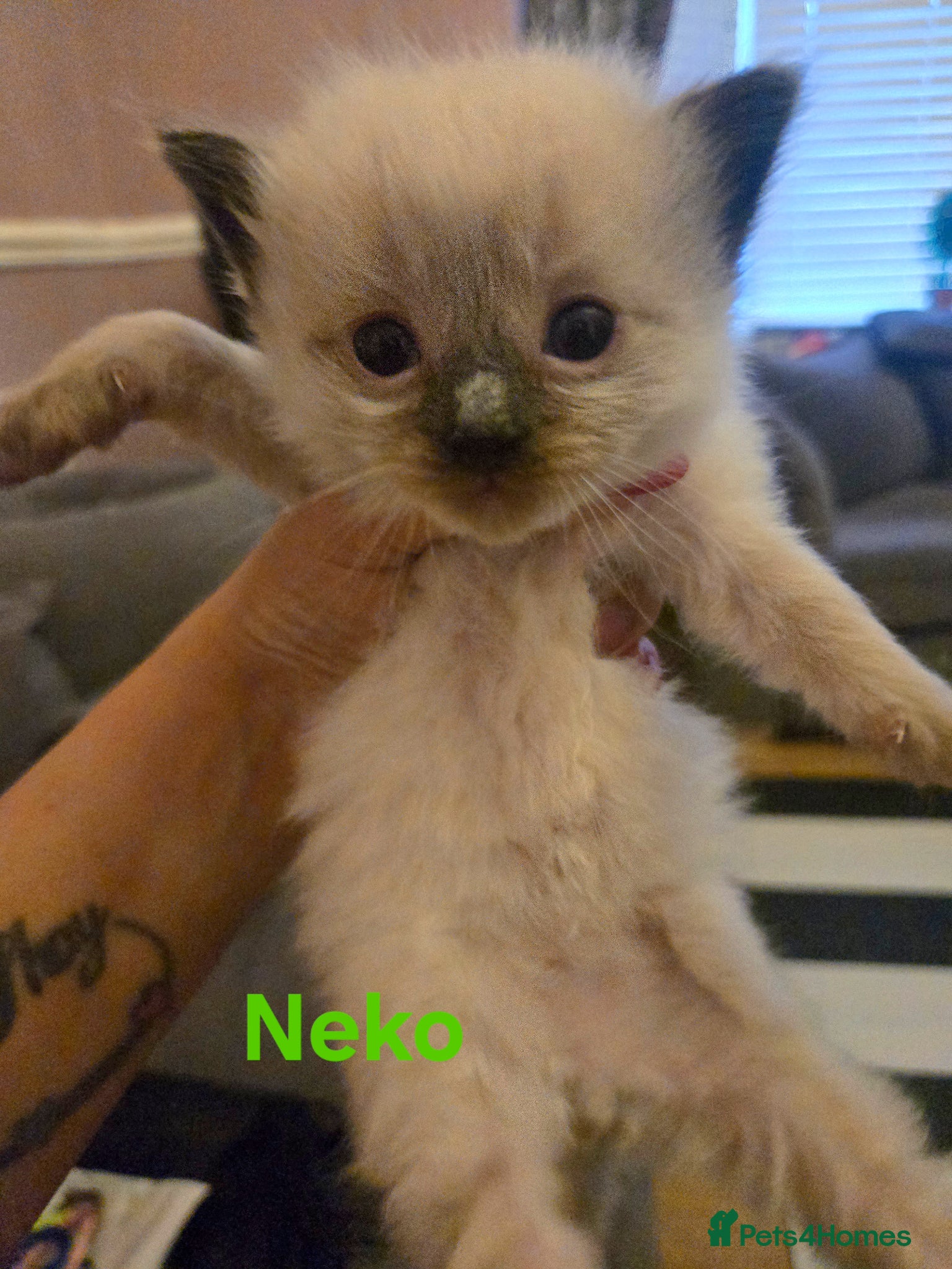 Ragdoll cats for sale: Stunning litter of Purebred Ragdoll kittens - Advert 13
