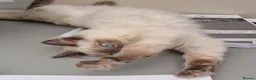 Ragdoll cats for stud: Cosmo - Advert 6