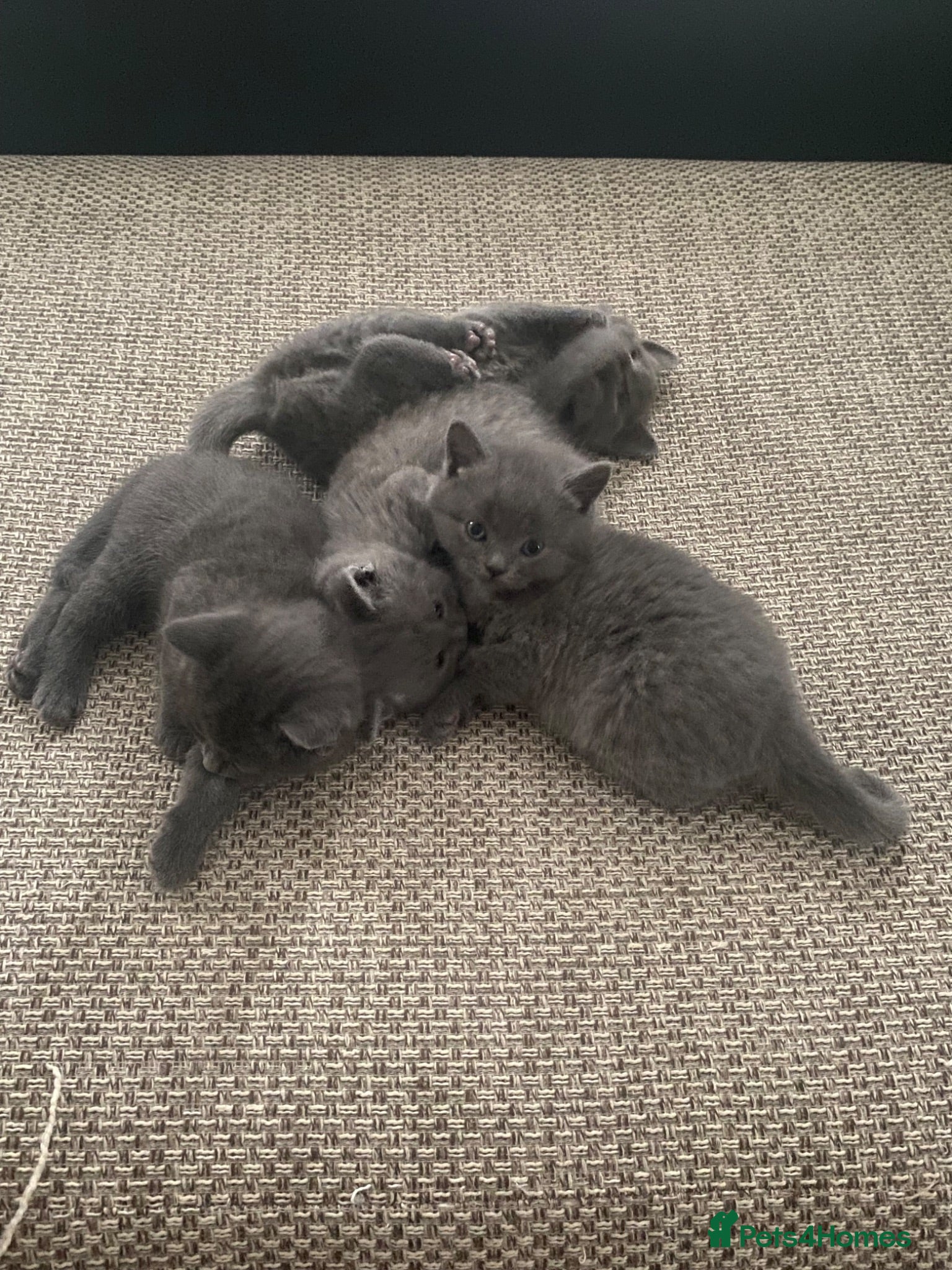 British Shorthair cats 5 British Shorthair kittens  - Advert 11