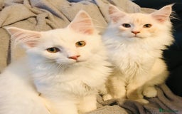 Maine Coon cats for sale: GCCF 5th Generation Pedigree Purebred Maine Coons  in Torquay - Image 1