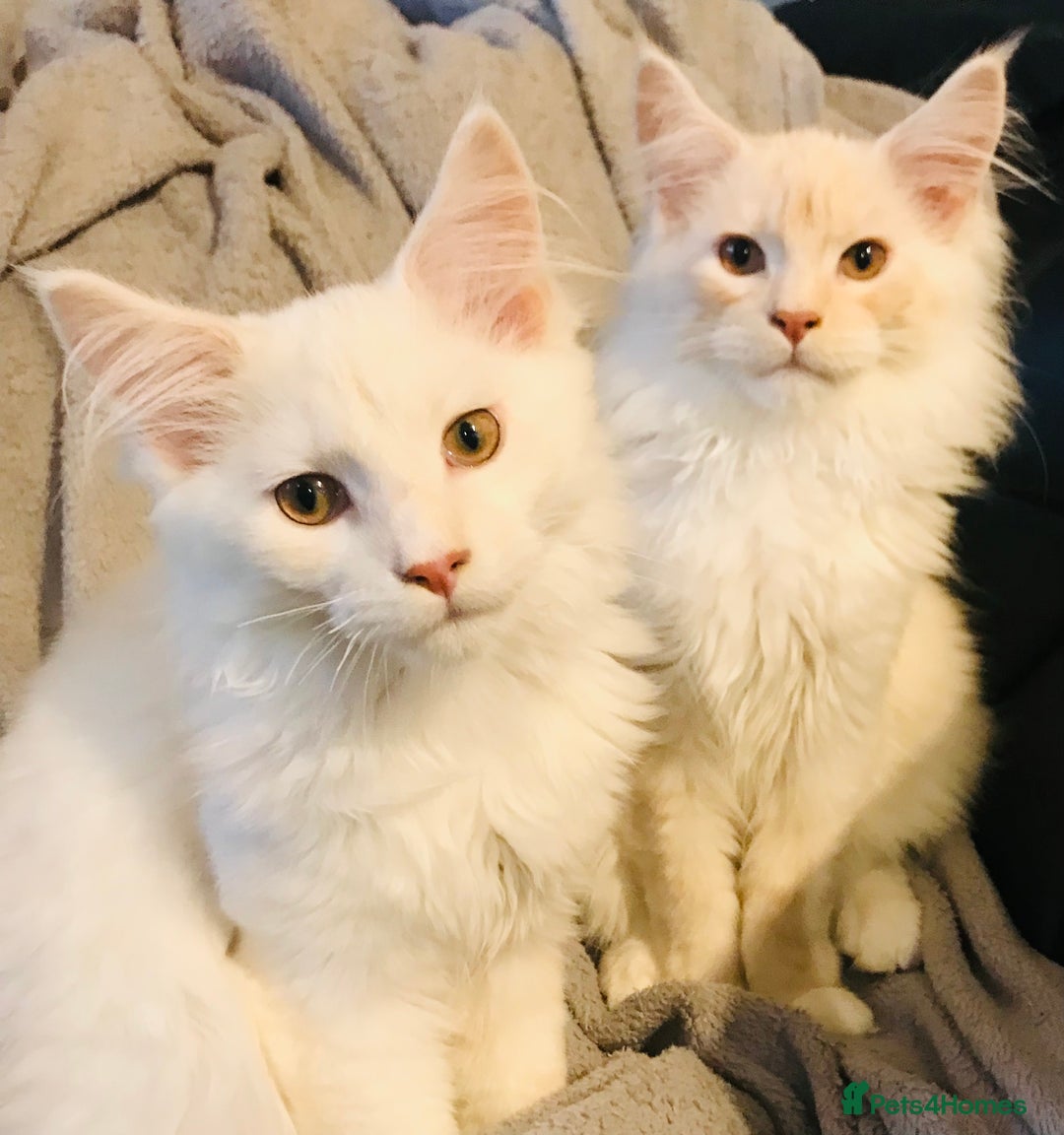 Maine Coon cats for sale: GCCF 5th Generation Pedigree Purebred Maine Coons  in Torquay - Image 1