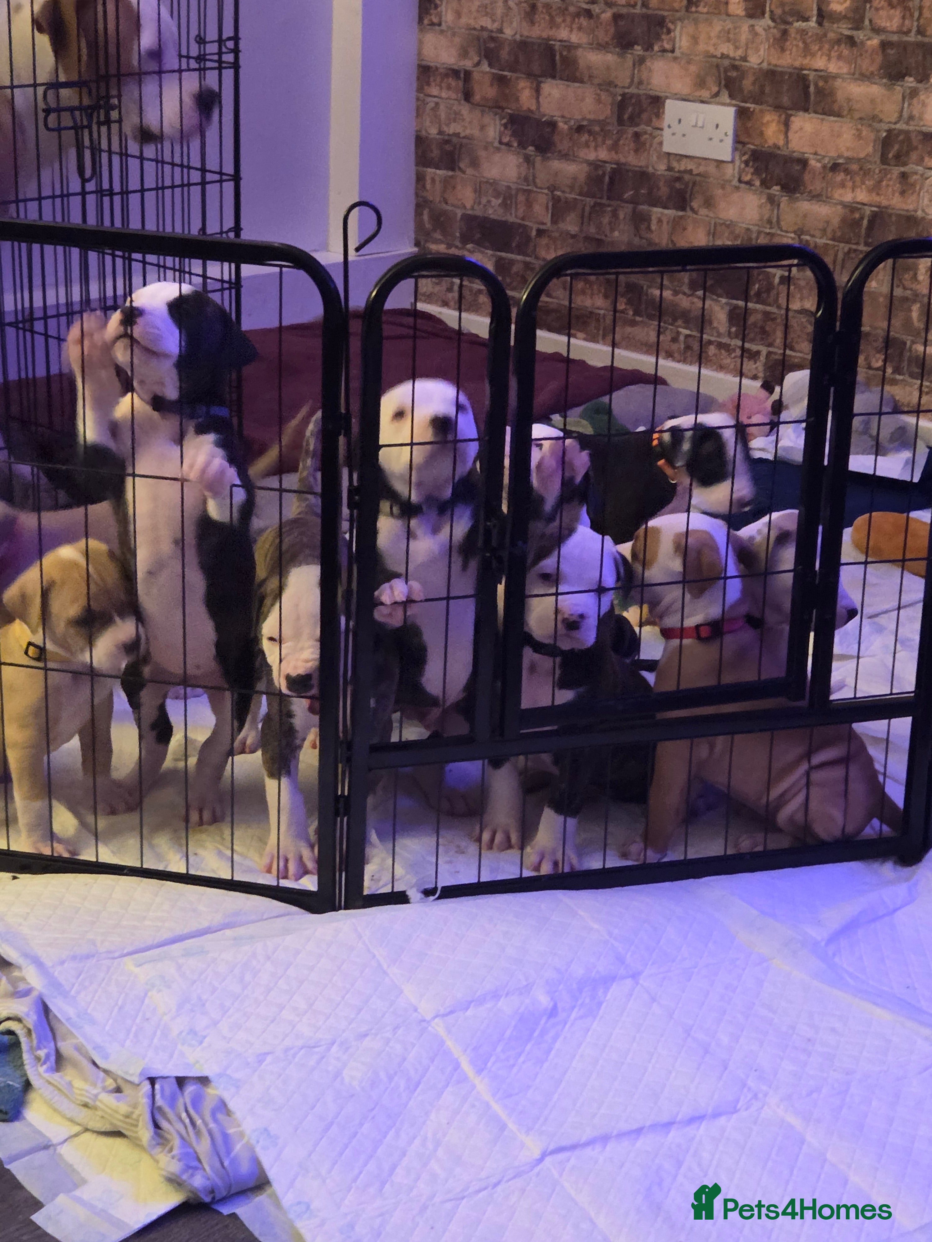 American Bulldog dogs BE QUICK BEING RESERVED FAST NOW  - Advert 1