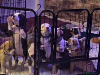 American Bulldog dogs BE QUICK BEING RESERVED FAST NOW - Advert 1