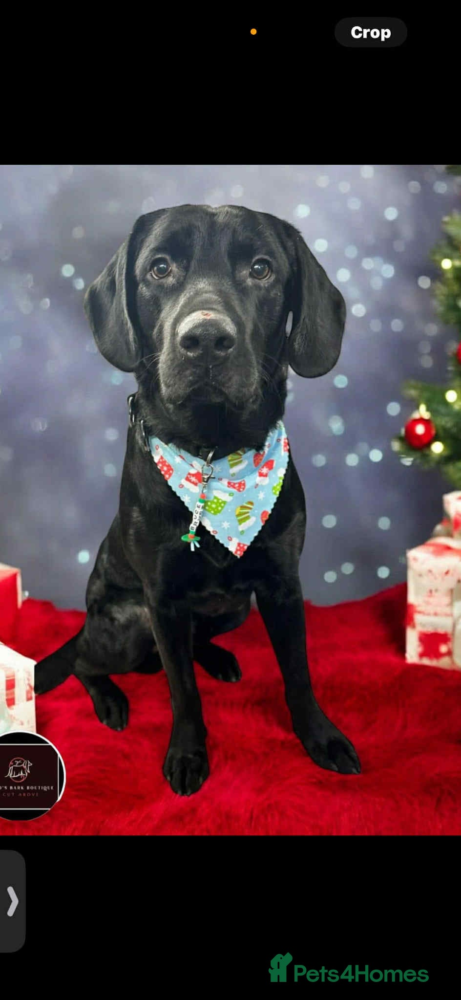 Labrador Retriever dogs Bruce  - Advert 2