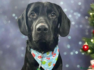 Labrador Retriever dogs Bruce - Advert 1