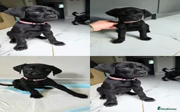 Mixed Breed dogs for sale: Dobermann X Weimaraner Cross Mix Puppies - Image 8