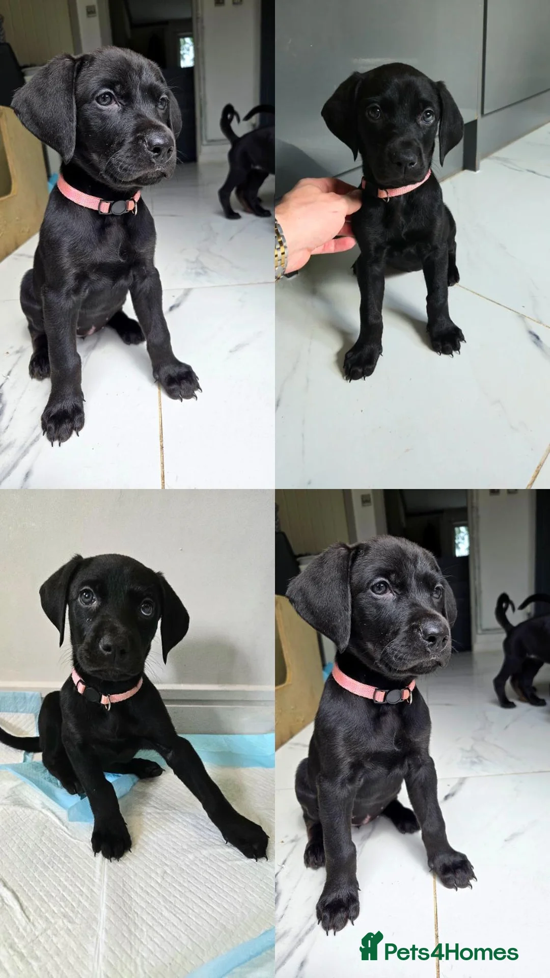 Mixed Breed dogs for sale: Dobermann X Weimaraner Cross Mix Puppies - Image 8