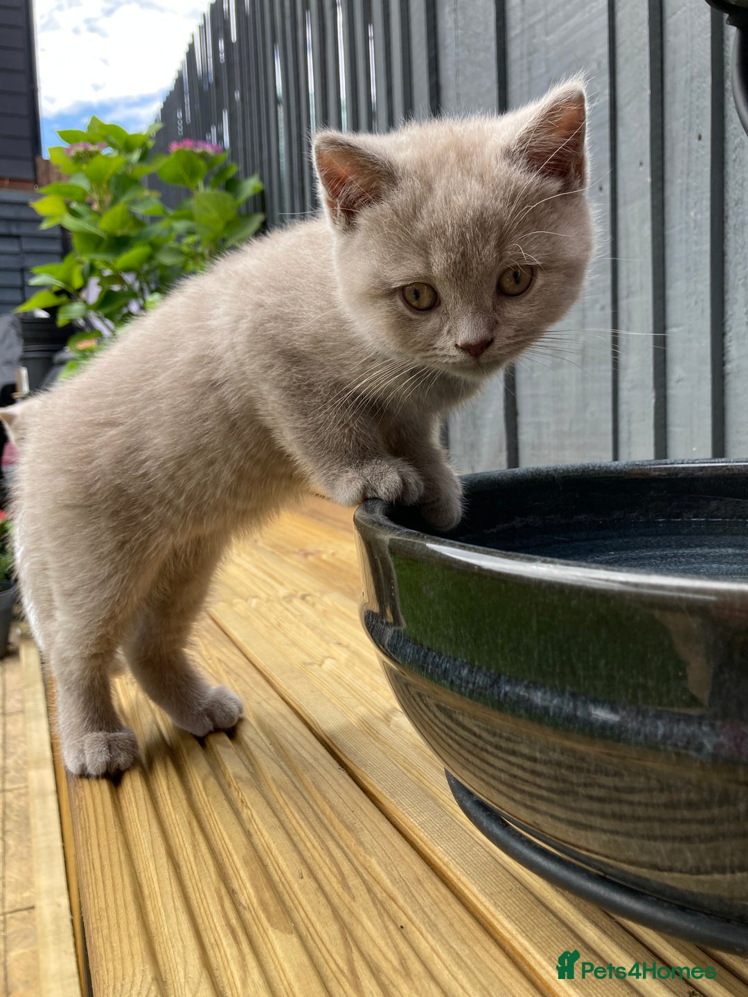 British Shorthair cats for sale: Chester - 🏆Champion bloodline GCCF reg. pedigree kittens - Image 1