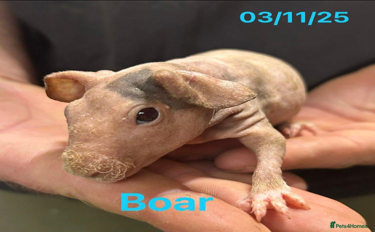 Guinea Pig rodents Skinny Pig/Werewolf Boars. Reserve Now.  - Advert 6