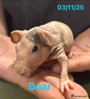 Guinea Pig rodents Skinny Pig/Werewolf Boars. Reserve Now. - Advert 2
