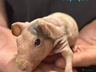 Guinea Pig rodents Skinny Pig/Werewolf Boars. Reserve Now. - Advert 11