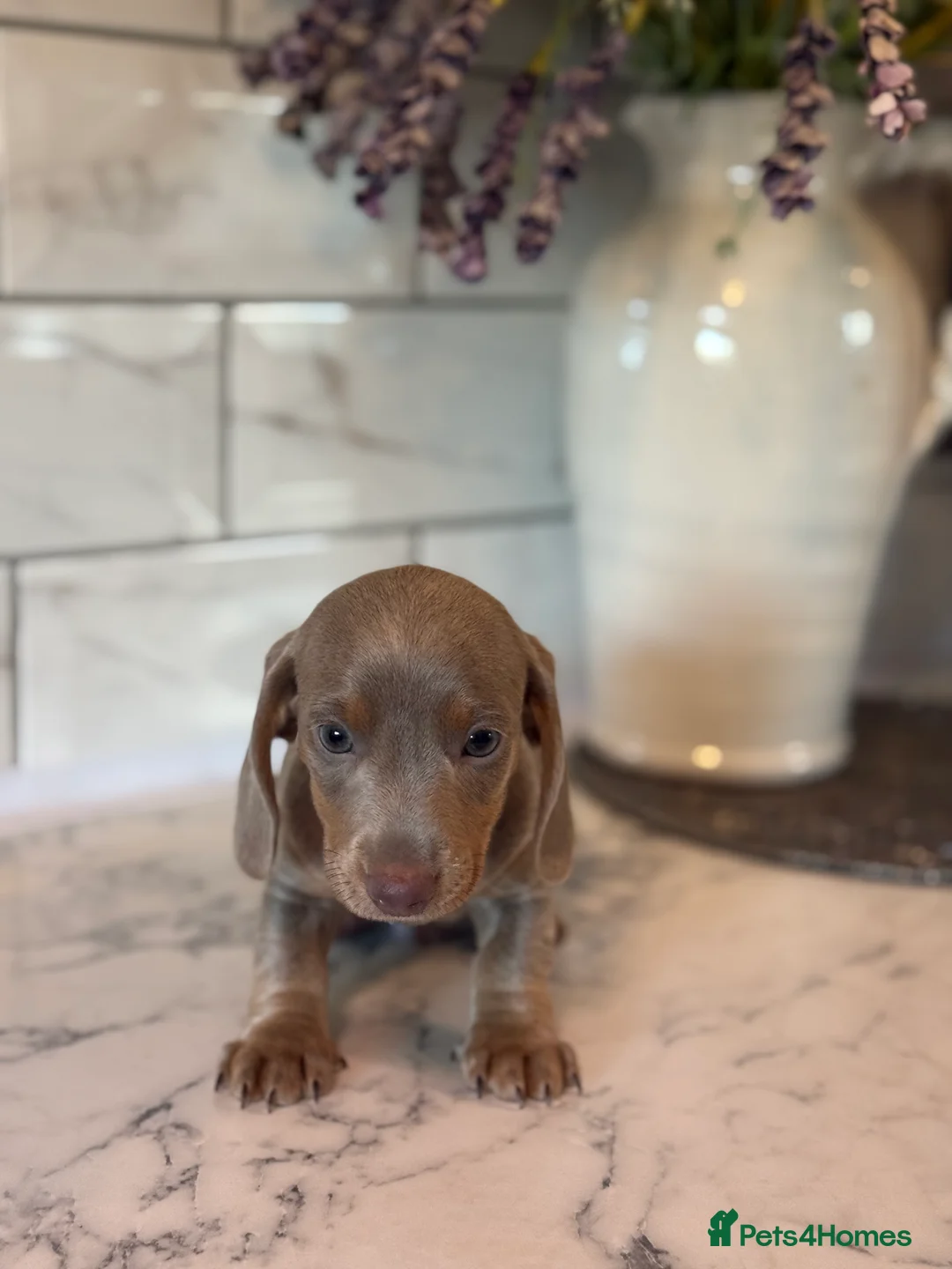 Miniature Dachshund dogs for sale: 🎀 SHOW QUALITY KC REGISTERED MALES AND FEMALES 🎀 - Advert 21