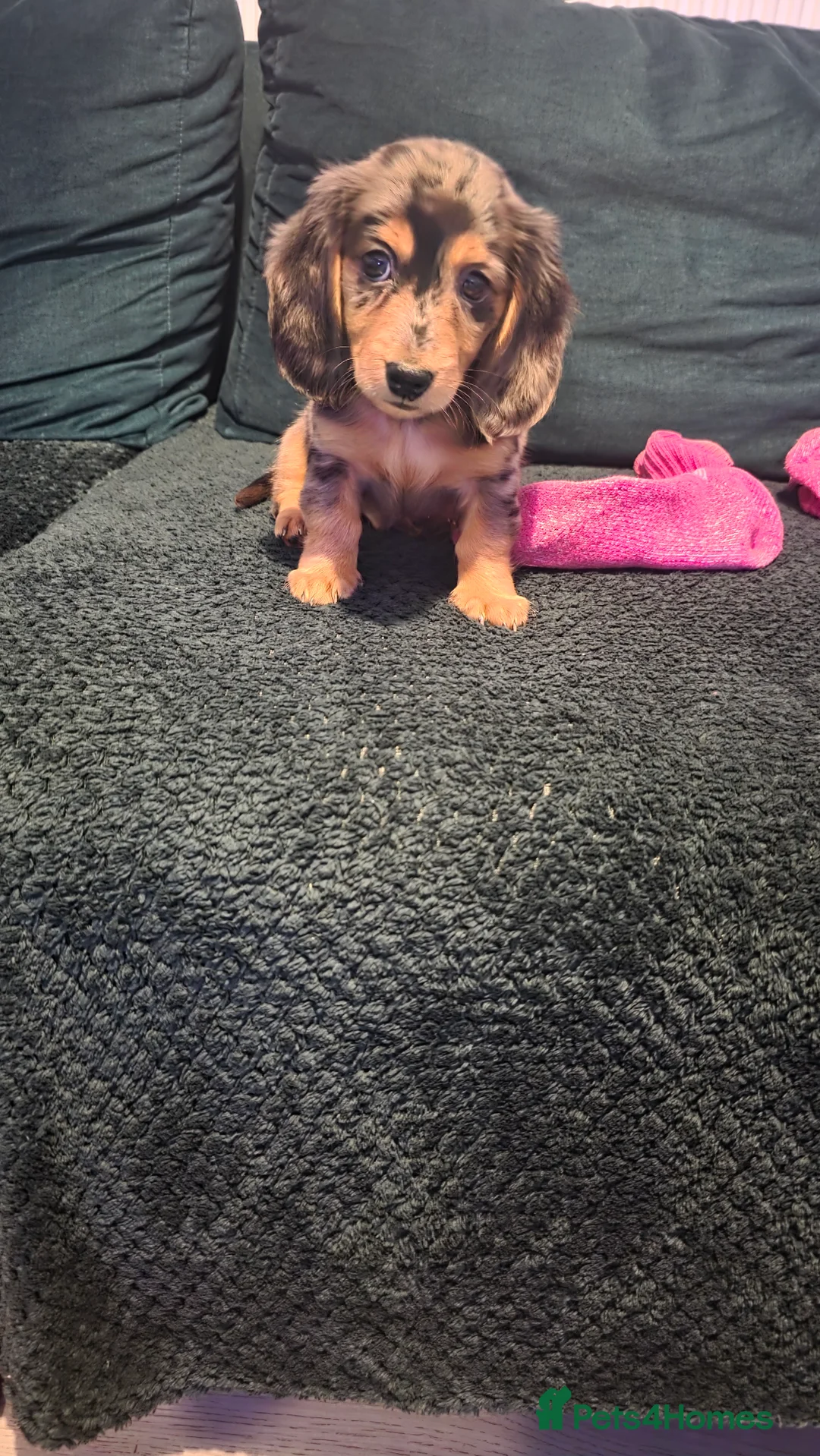 Miniature Dachshund dogs for sale: Miniature Dachshund longhaired puppy - Advert 6
