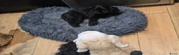 American Cocker Spaniel dogs for sale: American cocker spaniel boy - Advert 4