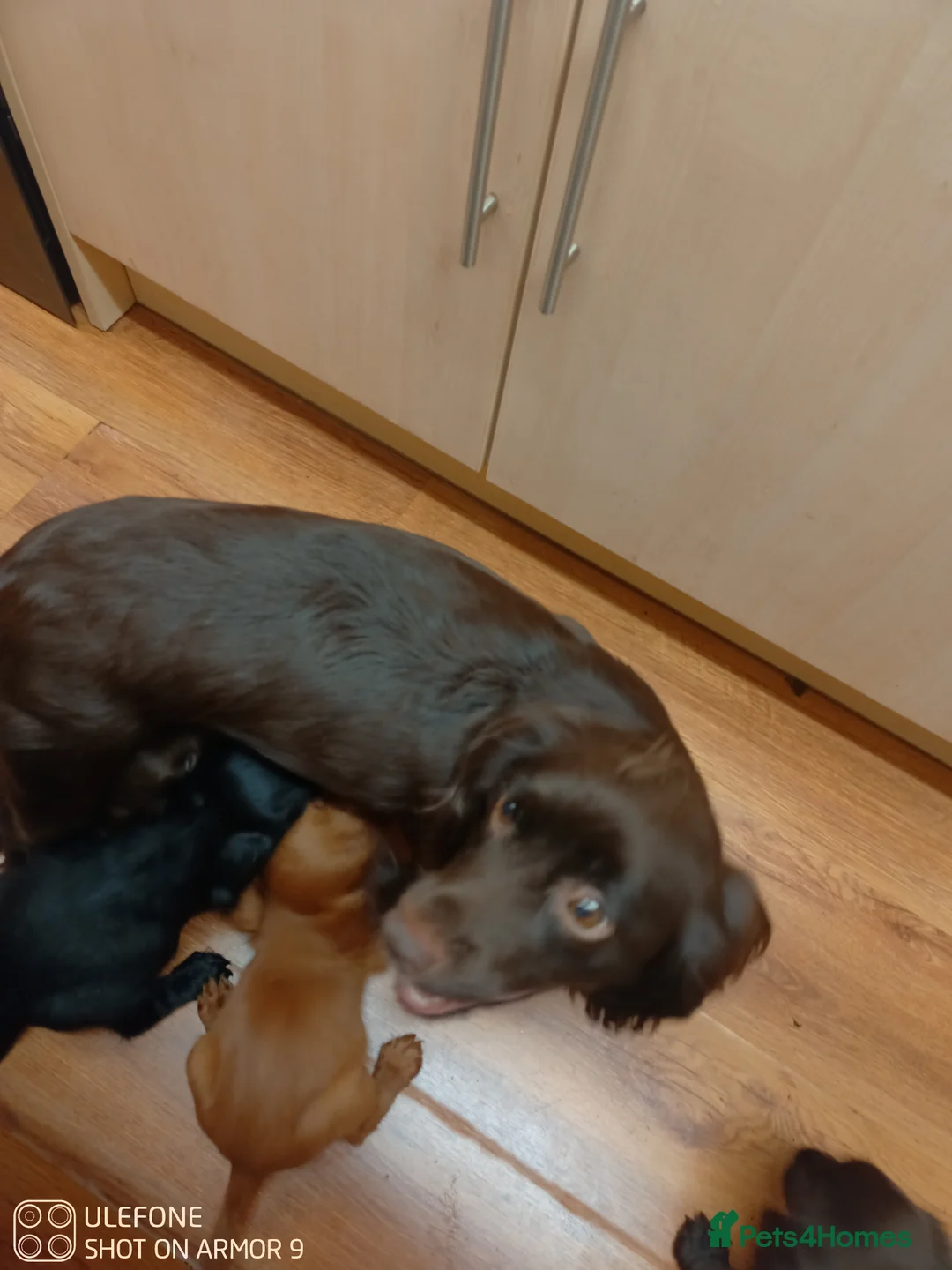 Cocker Spaniel dogs for sale: Cocker spaniel Puppies - Advert 5
