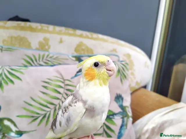 Cockatiels birds for sale: Hand tamed cockatiels parakeets DNA sexed male - Advert 1