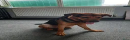 Mixed Breed dogs for sale: Narla  in Droitwich - Advert 3