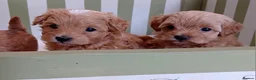Maltipoo dogs for sale: Exquisite Maltipoo Baby Girls in Heathfield - Advert 4