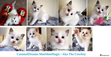 Ragdoll cats - Advert 3