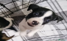 Jack Russell dogs for sale: Jack Russell Pups (ready 24th July) - Image 25